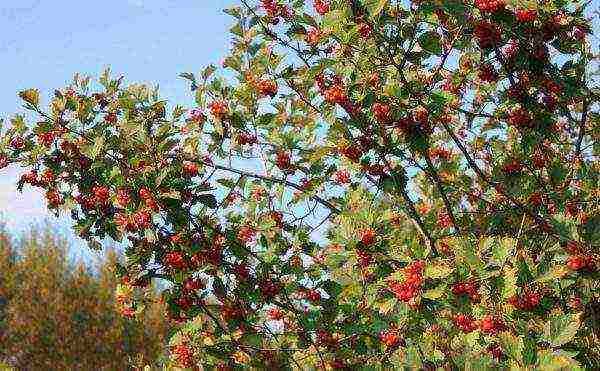 the best varieties of hawthorn