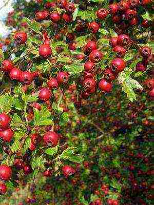 ang pinakamahusay na mga pagkakaiba-iba ng hawthorn