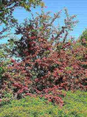 the best varieties of hawthorn