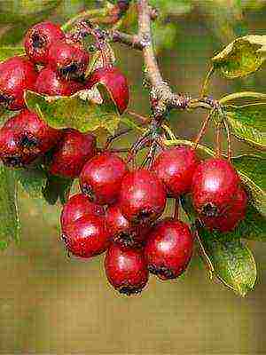 the best varieties of hawthorn