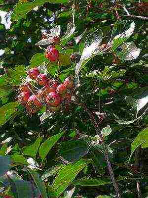 the best varieties of hawthorn