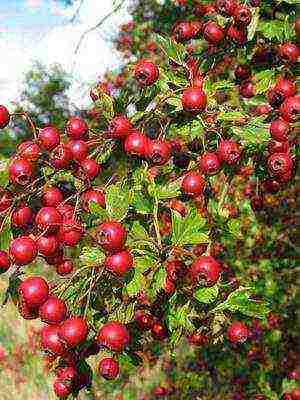 ang pinakamahusay na mga pagkakaiba-iba ng hawthorn