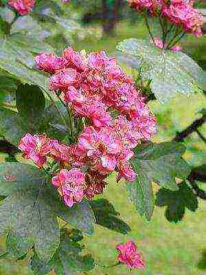 the best varieties of hawthorn