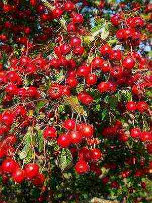 the best varieties of hawthorn