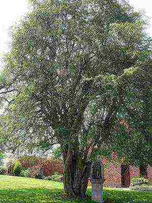 the best varieties of hawthorn