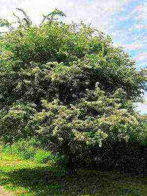 the best varieties of hawthorn