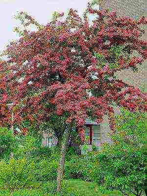 ang pinakamahusay na mga pagkakaiba-iba ng hawthorn