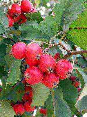 the best varieties of hawthorn