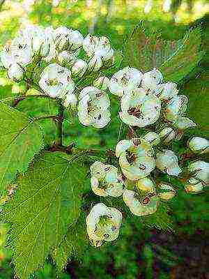 ang pinakamahusay na mga pagkakaiba-iba ng hawthorn