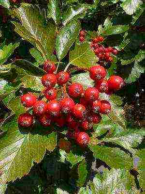 the best varieties of hawthorn