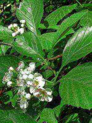 ang pinakamahusay na mga pagkakaiba-iba ng hawthorn