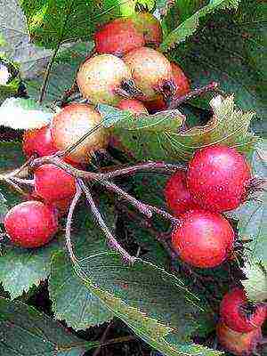 the best varieties of hawthorn