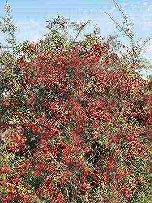 ang pinakamahusay na mga pagkakaiba-iba ng hawthorn