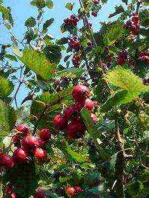 ang pinakamahusay na mga pagkakaiba-iba ng hawthorn