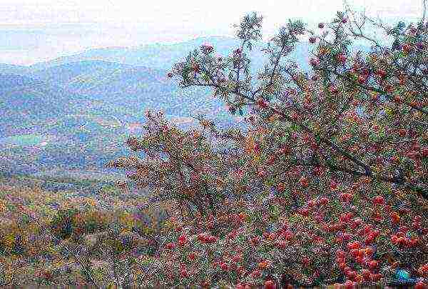 the best varieties of hawthorn