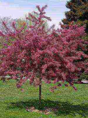 the best varieties of hawthorn