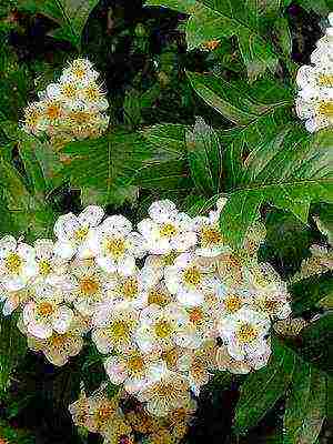 the best varieties of hawthorn