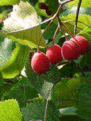 ang pinakamahusay na mga pagkakaiba-iba ng hawthorn