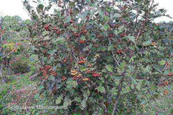 the best varieties of hawthorn