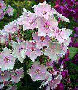 the best varieties of phlox