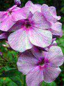 the best varieties of phlox