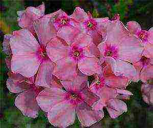 the best varieties of phlox