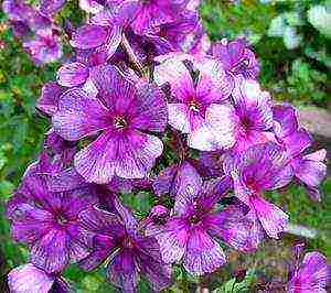 the best varieties of phlox