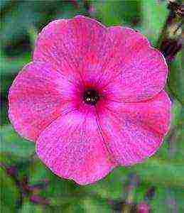 the best varieties of phlox