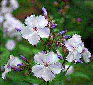 the best varieties of phlox