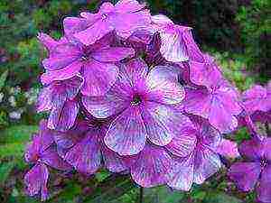 the best varieties of phlox