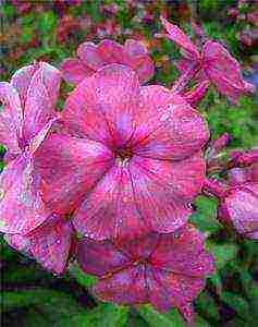 the best varieties of phlox