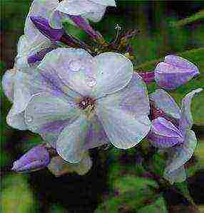 the best varieties of phlox