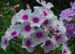 the best varieties of phlox