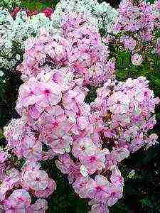 the best varieties of phlox