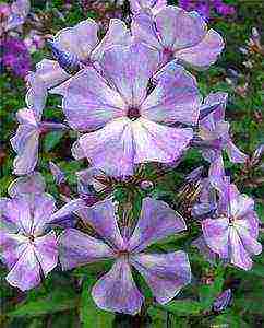 the best varieties of phlox