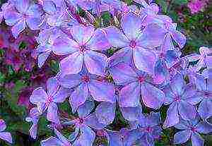 the best varieties of phlox