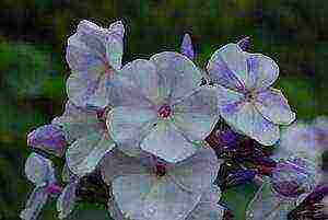 the best varieties of phlox