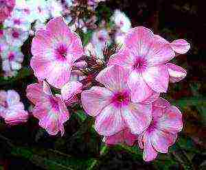 the best varieties of phlox