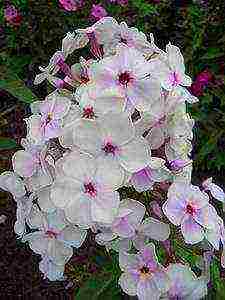 the best varieties of phlox