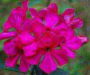 the best varieties of phlox