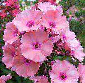 the best varieties of phlox