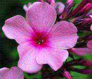 the best varieties of phlox