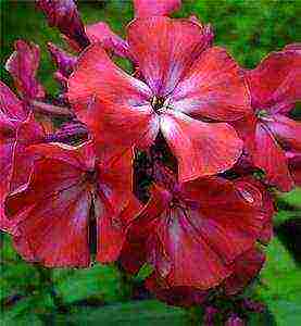 the best varieties of phlox