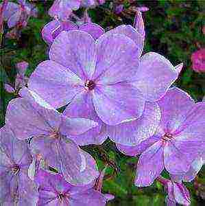 the best varieties of phlox