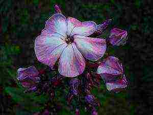 the best varieties of phlox