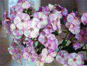 the best varieties of phlox