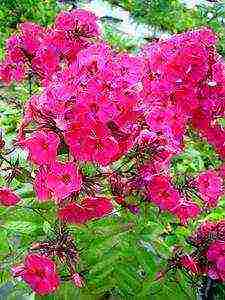 the best varieties of phlox