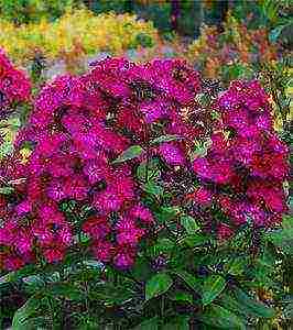 the best varieties of phlox