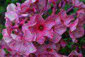 the best varieties of phlox