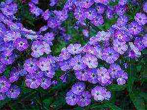 the best varieties of phlox